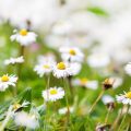 Regionale Heilpflanzen für Peelings und Masken: Von Kamille bis Ringelblume