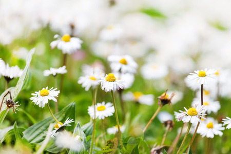 Regionale Heilpflanzen für Peelings und Masken: Von Kamille bis Ringelblume