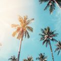 Palmölfreie Pflege im Einklang mit veganem Lifestyle: So gelingt der Umstieg in Deutschland